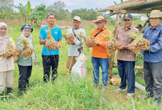 Dorong Petani Kembangkan Bawang Merah Unggul, Potensi Desa Tirtosari Banyuasin 1 Bisa Menyamai Brebes