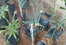 Lahan Sempit Jadi Dapur Hidup