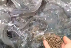 Budidaya Lele di Musi Rawas Kian Berkembang, Panen Ratusan Kilogram per Pekan