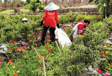 Refugia Tekan Serangan Hama Cabai, Sistem Budidaya Cabai