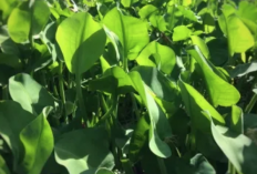 Dianggap Sepele, Ini Manfaat Genjer Bagi Kesehatan