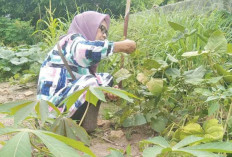 Bisa Langsung Dinikmati, Tak Harus Keluarkan Uang, Panen Kacang Hijau dan Jagung Lagi 