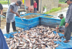 OKU Timur Jadi  Penghasil Ikan Terbesar, Programkan Bantuan Kelompok Pembudidaya