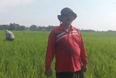 HET Pupuk Turun, Petani OKU Timur Optimis Produksi 1 Juta Ton Gabah