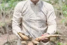  Tanam Ubi dan Sayur di Halaman Rumah Dinas Wawako, Dorong Pemanfaatan Lahan untuk Ketahanan Pangan