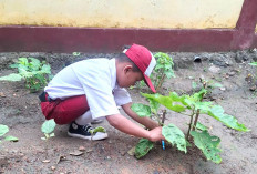 Keren! Siswa SD Ini Belajar Bertani dan Panen di Sekolah