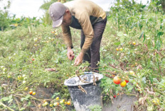  Lakukan Panen 4 Hari Sekali, Pengepul Jemput di Lahan