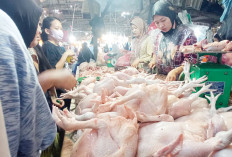 Pedagang Ikut Bingung, Ayam-Telur Naik Terus karena Program MBG