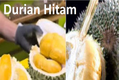 Ochee Si Durian Duri Hitam, Rasa Pahit Legit Harga Selangit 