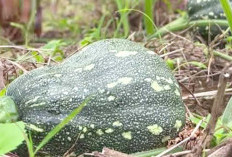  PEKARANGAN, Cukup Untuk Konsumsi Keluarga