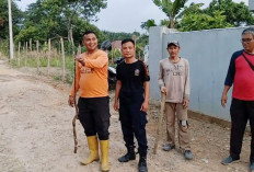 Petugas Damkar Empat Lawang Evakuasi Ular Kobra di Dalam Sumur