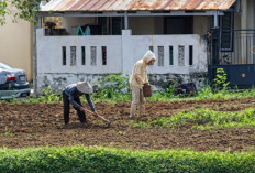 Ubah Lahan Kosong Jadi Produktif: Tanam Cabai Depan Rumah di Martapura