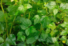 Sirih Cina, Si Kecil dari Tepi Parit yang Punya Segudang Khasiat – Dari Penumpas Radikal Bebas hingga Pereda N