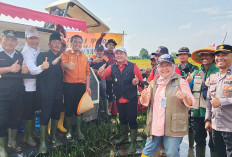 Bulog Serap 28.422 Ton Gabah Petani, Harga Tetap Rp6.500 per Kg