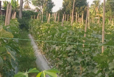 Tambah Penghasilan, Berikan Manfaat Ekonomi, Sulap Lahan Kosong Jadi Kebun Melon 