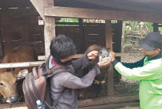  Surplus Signifikan, Stok Hewan Kurban OKUT Tembus 27 Ribu Ekor