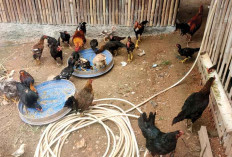 Hasilkan Cuan dari Budidaya Ayam Kampung