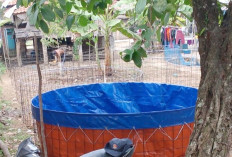 Lahan Kosong Buat Kolam Ikan Bioflok