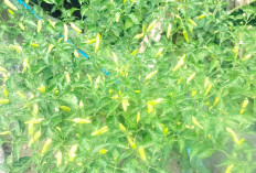 Tak Rasakan Pedasnya Harga Cabai, Berencana Tambah Jumlah Tanaman