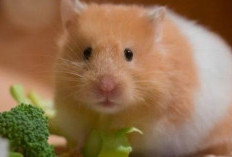 Rahasia Sukses Merawat Hamster: Inilah 10 Tips Unik untuk Pemula Agar Optimal!
