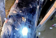 Ikan Paus Biru Ditemukan Terdampar
