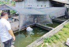 Berikan Banyak Keuntungan, Budidaya Ikan Lele