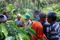 PT KPP Mining PELH Dorong Produktivitas Petani Kopi Lahat Lewat Pelatihan Pengendalian Hama dan Penyakit