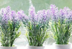 Catat, Ini Loh 7 Penyakit yang Sering Menyerang Lavender, Simak Cara Mengatasinya!
