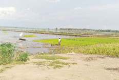 Cegah Serangan Blas pada Tanaman Padi