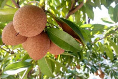 10 Manfaat Buah Sawo bagi Tubuh Kita: Manis Alami yang Menyehatkan