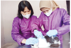 Duh, Jumlah Vaksin Berlimpah, tapi Peminat Vaksin Rabies di Sumsel Minim, Ini Dia Penyebabnya