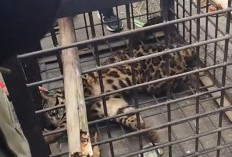 Macan Dahan Gegerkan Warga Talang Berangin, Damkar dan BKSDA Lahat Lakukan Evakuasi