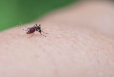 Nyamuk Wolbachia, Varian Aedes Aegypti yang Bisa Cegah DBD dan Demam Kuning, Ini Faktanya