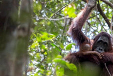 Tak Disangka, Orangutan Racik Ekstrak Daun Ini Untuk Obati Tubuhnya, Belajar Darimana? 