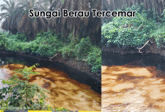 Pernyataan Tegas PT Berkat Sawit Sejati: Sungai Berau Tercemar Akibat Illegal Drilling