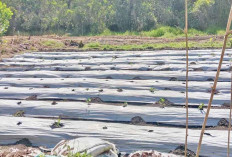 Manfaatkan Lahan Desa, Tanam Cabai dan Ubi Kayu