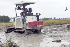 Awal April, Siap Lakukan Penanaman