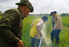Petani Ogan Ilir Gempur Hama Tikus Sawah