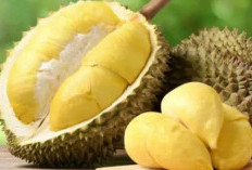 Pecinta Durian Siap-Siap, Sebentar Lagi Mulai Masuk Musim Panen!