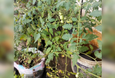 Tanam Tomat Ceri Dalam Polybag, Lengkapi Tanaman Cabai Rawit, Seledri, dan Bawang Merah