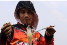 Rahasia Teknik Mancing Udang Galah: Strike Berkali-kali Bukan Lagi Mimpi