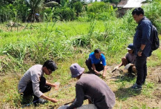 Pilih Tanah Gempur, Sinar Matahari Penuh
