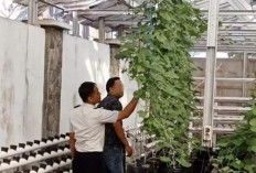  Bekali Pengalaman di Bidang Pertanian, Budidaya Tanaman Melon dan Selada di Lapas