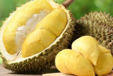 5 Tips Menyimpan Durian yang Sudah Dibuka, Dijamin Bakalan Tetap Lezat, Cobain Yuk!