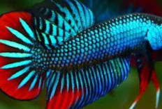 7 Rahasia Sukses Persiapan Ikan Cupang Agar Menang Kontes, Apa Saja!