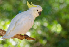 Keindahan Burung Kakak Tua: Pesona Warna dan Kecerdasan Tinggi yang Mengagumkan, Kamu Punya?