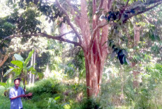 Petani Rasuan OKU Timur Kehilangan Andalan Ekonomi 