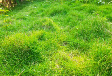 Rumput Jepang di Taman Mudah Kering dan Mati? Perhatikan! Ini 3 Penyebab dan Cara Merawatnya dengan Benar