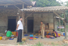 Dinas Pertanian Lakukan Sweeping Kandang Ayam Antisipasi Flu Burung