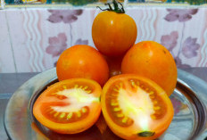 7 Manfaat Tomat untuk Kecantikan dan Kesehatan Kulit, Efektif Mencerahkan dan Melembabkan Wajah